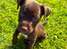Beautiful Patterdale Puppies