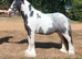 Miniature Cob