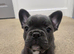 Adorable french bull puppies ready now