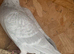Milky racer racing homing young pigeons
