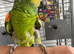 Tame blue front Amazon