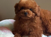 Asian deep red tiny Maltipoo girl 7month