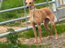 Italian greyhound x whippet