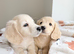 Kc reg miniature dachshund boys