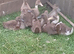 Fawn Indian Runner Ducklings