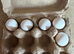 Mearns / Montazuma quail eggs