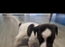 Puppies for sale