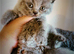 Beautiful British Shorthair Blue Kittens