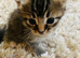 British long hair mix kittens