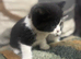 Beautiful mainecoon X British short haired kittens