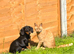 KC registered Chocolate and tan 1 year old miniature dachshund