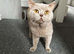 Open to offers. Stunning lilac BSH entire male GCCF active dna tested super sweet!