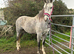 Beautiful grey 13.2 5yrs mare