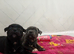 Kc registered staffy pups