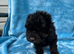 Cockapoo puppies