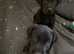 Kc registered black Labradors