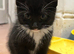 5 lovely, playful kittens.