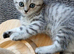 Bsh X Scotish stright kittens.