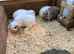 8 wk old mini lops