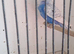 Budgies