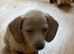 Mini dachshund girls for sale