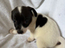 Jack Russell puppies for sale