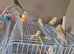 Budgies