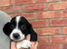 Ess puppies