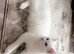 Maine coon kitten