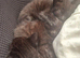 3 beautiful female kittens