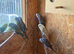 Budgies- aviary birds for sale