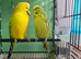 Budgies (texas clear body)