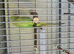 2 male green ringnecks