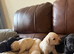 Labrador puppies