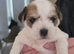 2 gorgeous pups left one boy one girl.