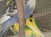 Young budgies