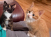 4 adorable kittens