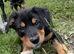 Huntaway X collie pups
