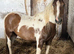 New forest cross cob 3 year old filly