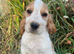 Show type cocker spaniel puppies