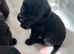 JACKAPOO PUPPIES!!