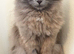 Stunning Registered Solid Blue girl Available