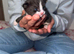 Beautiful kittens looking for forever home