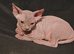 Sphynx kittens with 5 generation certificate