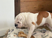 7 month old full pedigree KC registered English Bulldog