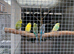 Budgies for sale