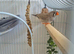Young zebra finches