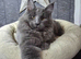 Beautiful gccf pet registered maine coon babies