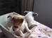 SHIH-TZU/JACK HYBRID X2 PUPPIES