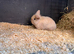 2 Female MiniLionLops for Sale